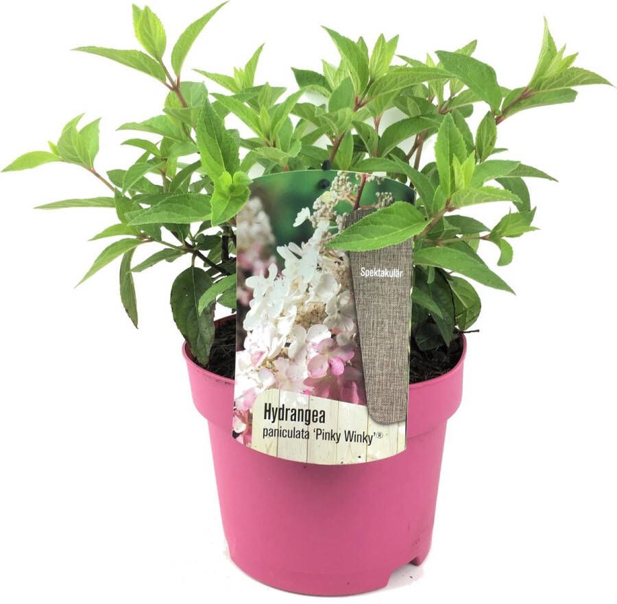 Plant In A Box Hydrangea 'Pinky Winky' Hortensia Roze pluimhortensia Tuinplant Pot ⌀19cm Hoogte ↕ 25-40cm