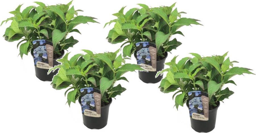 Plant In A Box Hydrangea serrata 'Summerglow' Set van 4 Hortensia struik of kuipplant Groenblijvend en winterhard Pot 19cm Hoogte 25-40cm