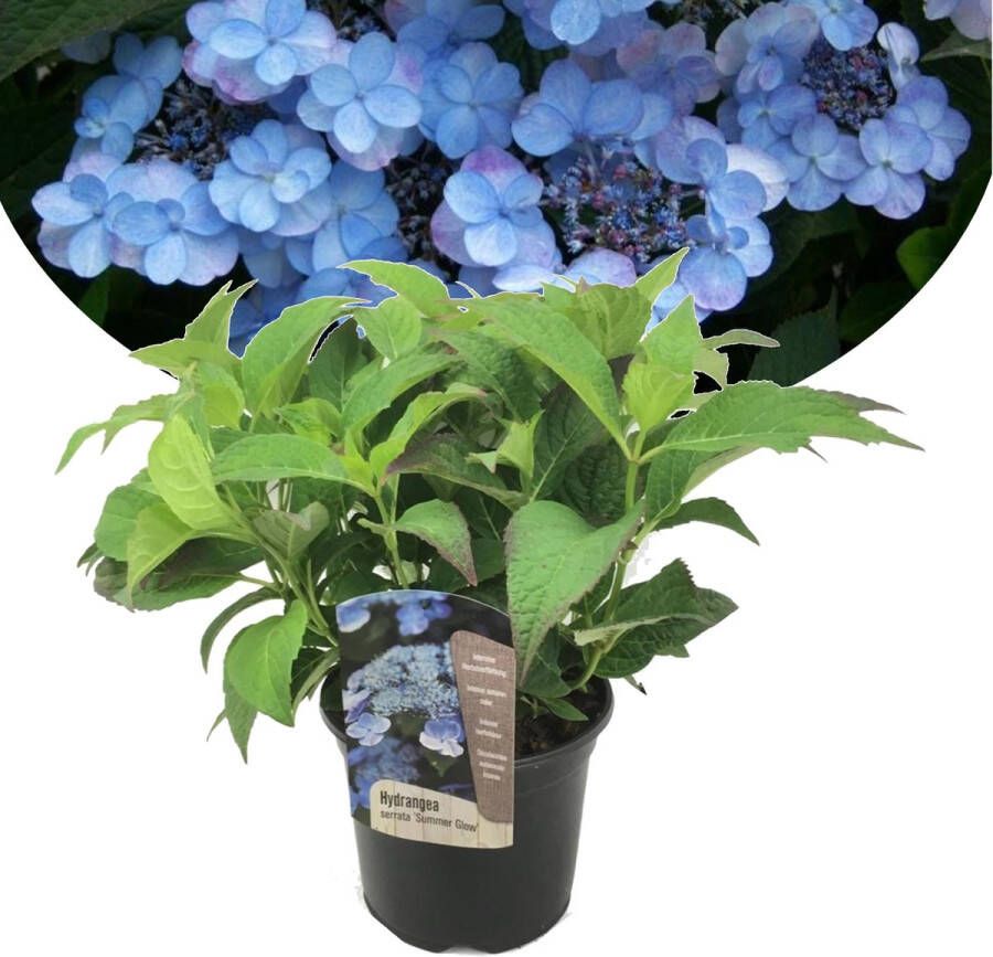Plant In A Box Hydrangea 'Summer Glow' Pot ⌀19cm Hoogte ↕ 25-40cm Blauwe Hortensia Laagblijvende Hortensia Tuinplant Winterhard