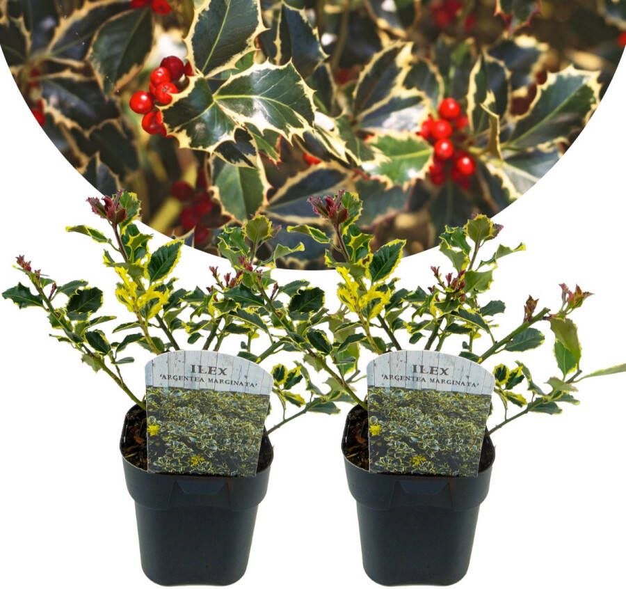 Plant In A Box Ilex Argentea Marginata Set van 2 Groenblijvende tuinplant kleur uw herfst- en wintertuin Pot 17cm Hoogte 25-35cm