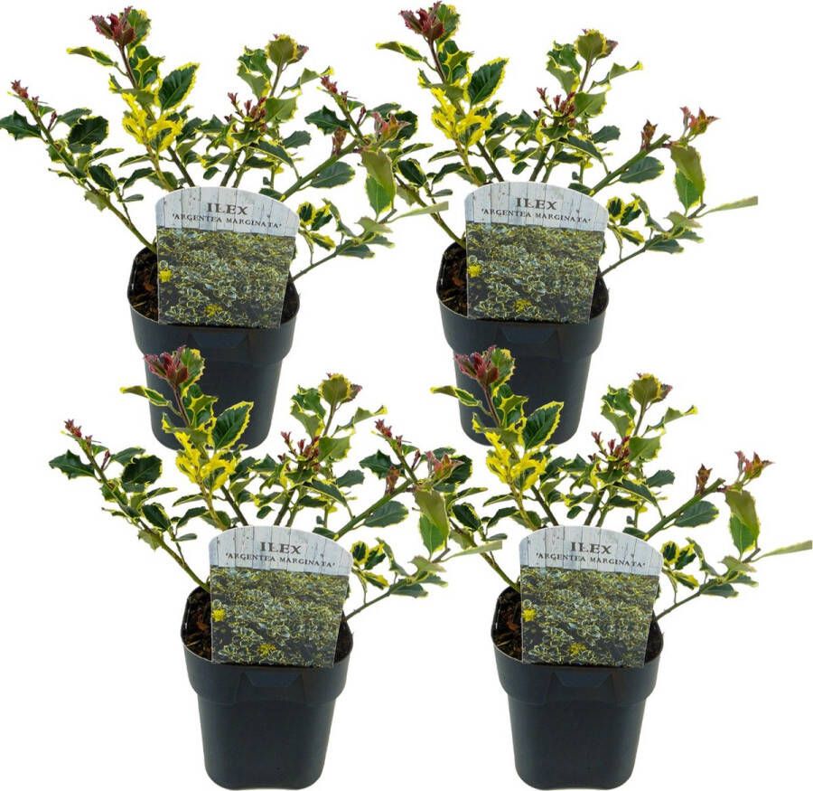Plant In A Box Ilex Argentea Marginata Set van 4 Groenblijvende tuinplant kleur uw herfst- en wintertuin Pot 17cm Hoogte 25-35cm