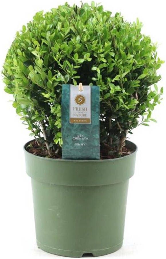 Plant In A Box Ilex crenata 'Japanse Hulst' bolvorm Buxusvervanger Tuinplant ⌀17cm Hoogte 30-40cm