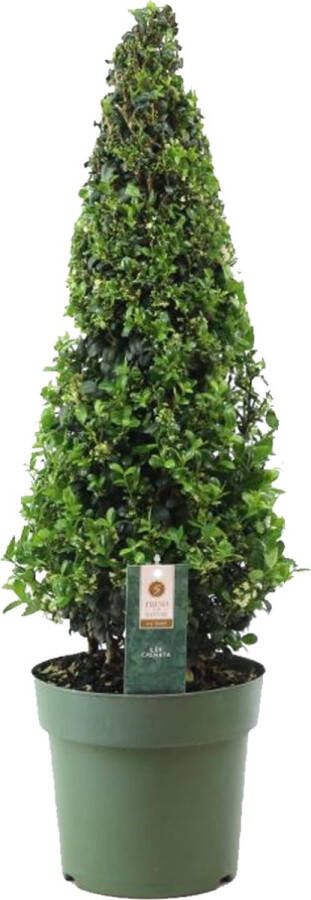 Plant In A Box Ilex crenata 'Japanse Hulst' Piramide Buxusvervanger Tuinplant ⌀21cm Hoogte 55–65cm