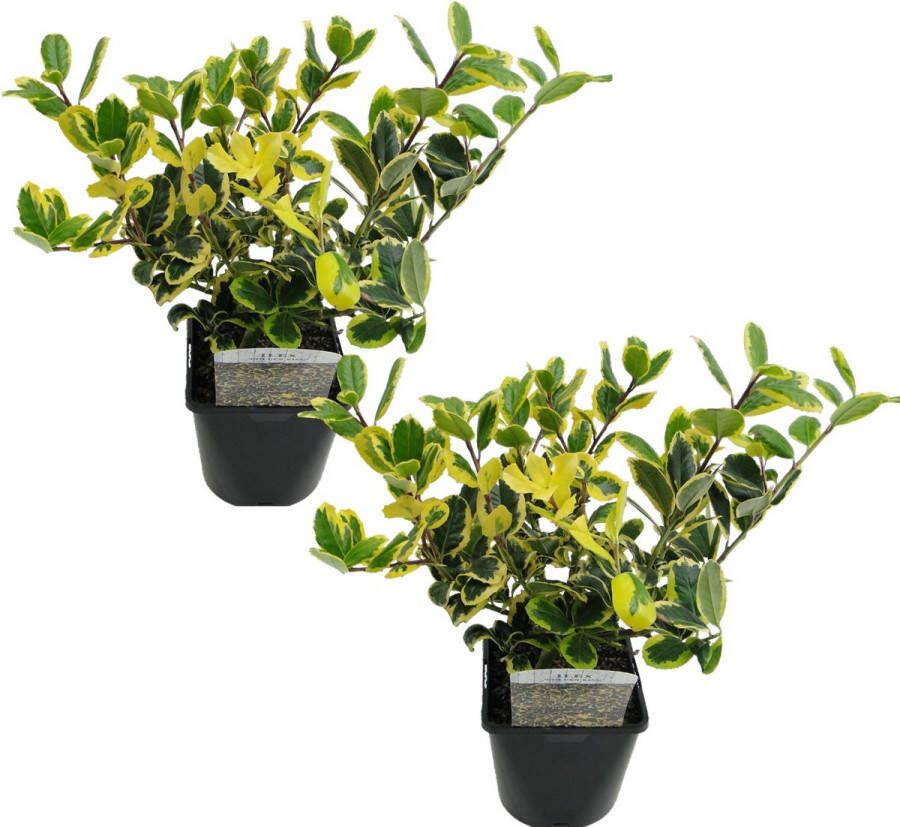Plant In A Box Ilex Golden King Set van 2 Groenblijvende tuinplant kleur uw herfst- en wintertuin Pot 17cm Hoogte 25-35cm