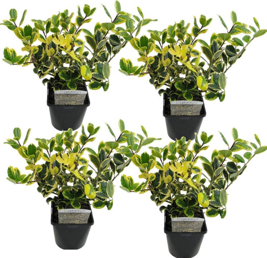 Plant In A Box Ilex Golden King Set van 4 Groenblijvende tuinplant kleur uw herfst- en wintertuin Pot 17cm Hoogte 25-35cm