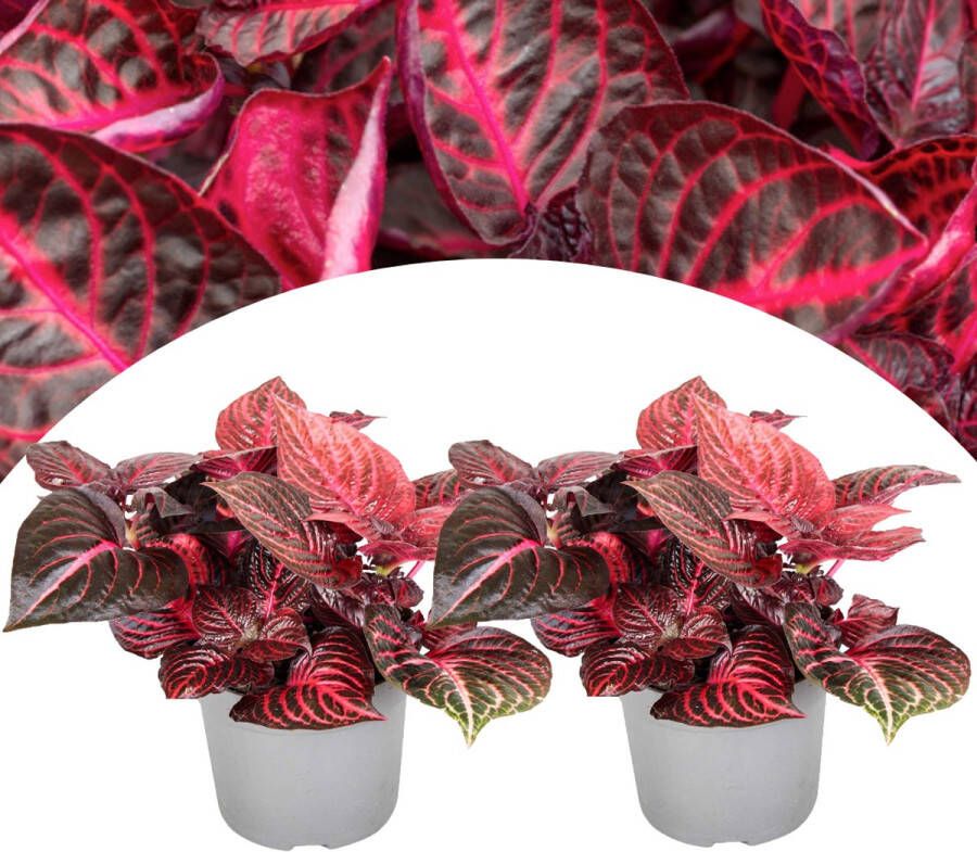 Plant In A Box Iresine Herbstii 'Red' Set van 2 Biefstukplant Rood Kamerplant Pot 13cm Hoogte 20-30cm