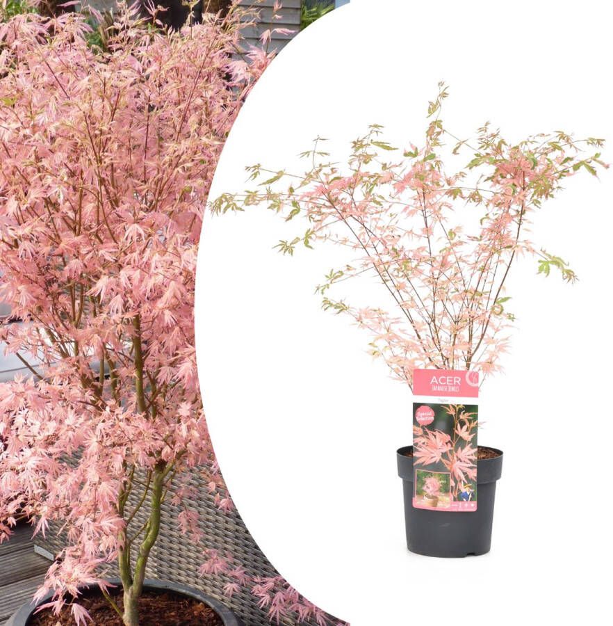 Plant In A Box Japanese Maple 'Taylor' Japanse Esdoorn winterhard Limited edition Acer boom Pot 19cm Hoogte 50-60cm