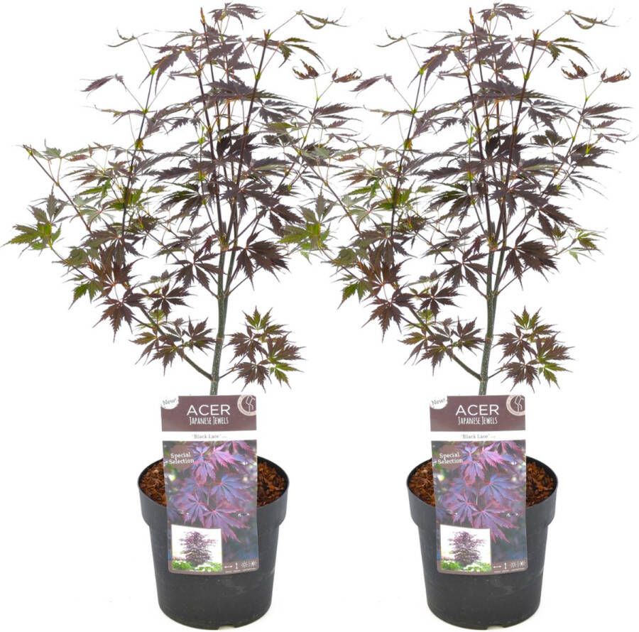 Plant In A Box Japanse esdoorn 'Black Lace' Set van 2 Japanse esdoorn winterhard Limited Edition Pot 19cm Hoogte 60-70cm