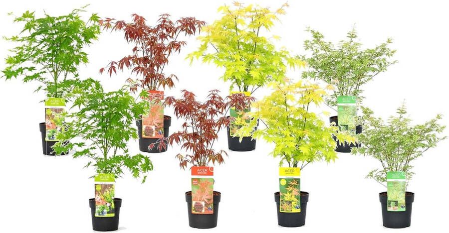 Plant In A Box Japanse Esdoorn bomen winterhard Set van 8 Acer palmatum 'Atropurpureum' 'Going Green' 'Orange Dream' 'Butterfly' Pot 10 5cm Hoogte 25-40cm