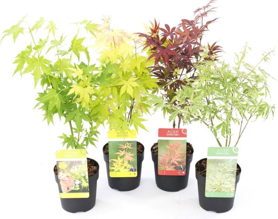 Plant In A Box Japanse Esdoorn bomen winterhard Set van 4 Acer palmatum 'Atropurpureum' 'Going Green' 'Orange Dream' 'Butterfly' Pot 10 5cm Hoogte 25-40cm