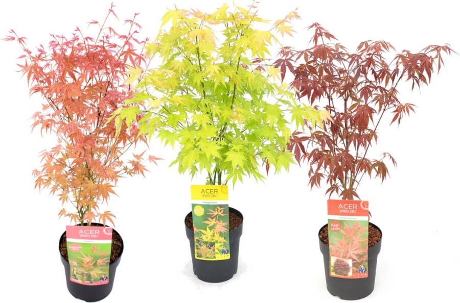 Plant In A Box Japanse Esdoorn Set van 3 Pot 19cm Hoogte 60-70cm Acer palmatum 'Atropurpureum' 'Beni Maiko' & 'Orange Dream' Winterhard