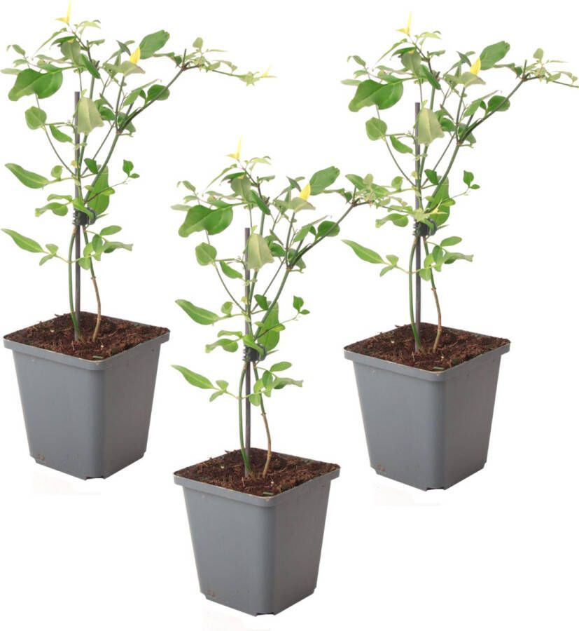 Plant In A Box Jasmijn 'Summer Scent' Set van 3 Jasminum x stephanense Roze Pot 9 cm Hoogte 25-40 cm