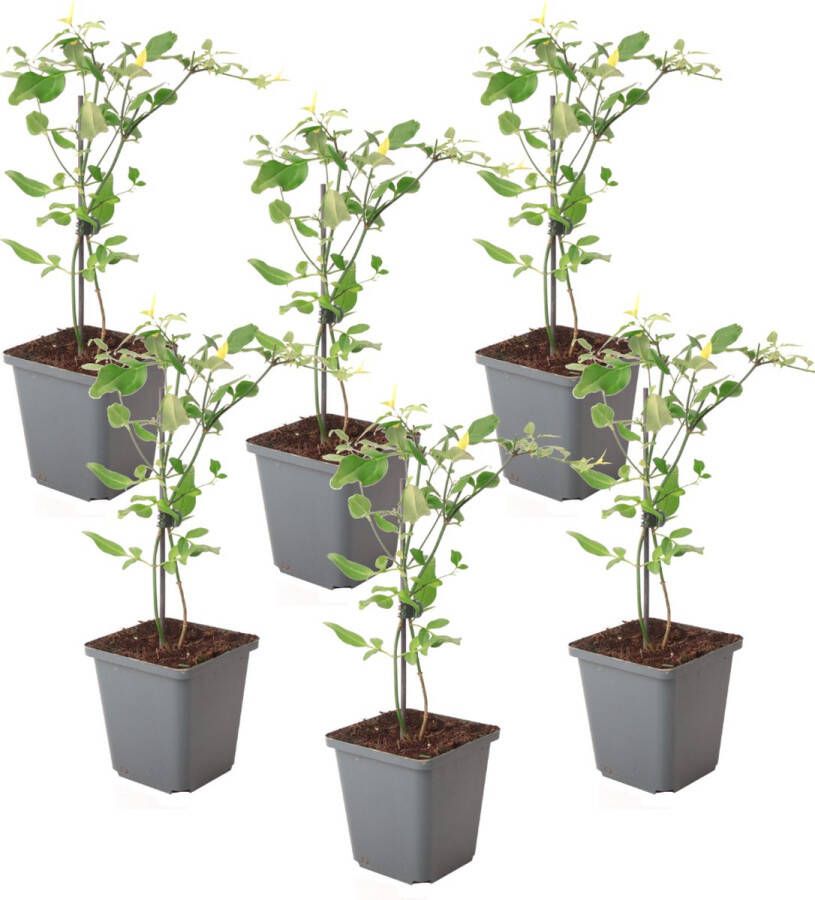 Plant In A Box Jasmijn 'Summer Scent' Set van 6 Jasminum x stephanense Roze Pot 9 cm Hoogte 25-40 cm