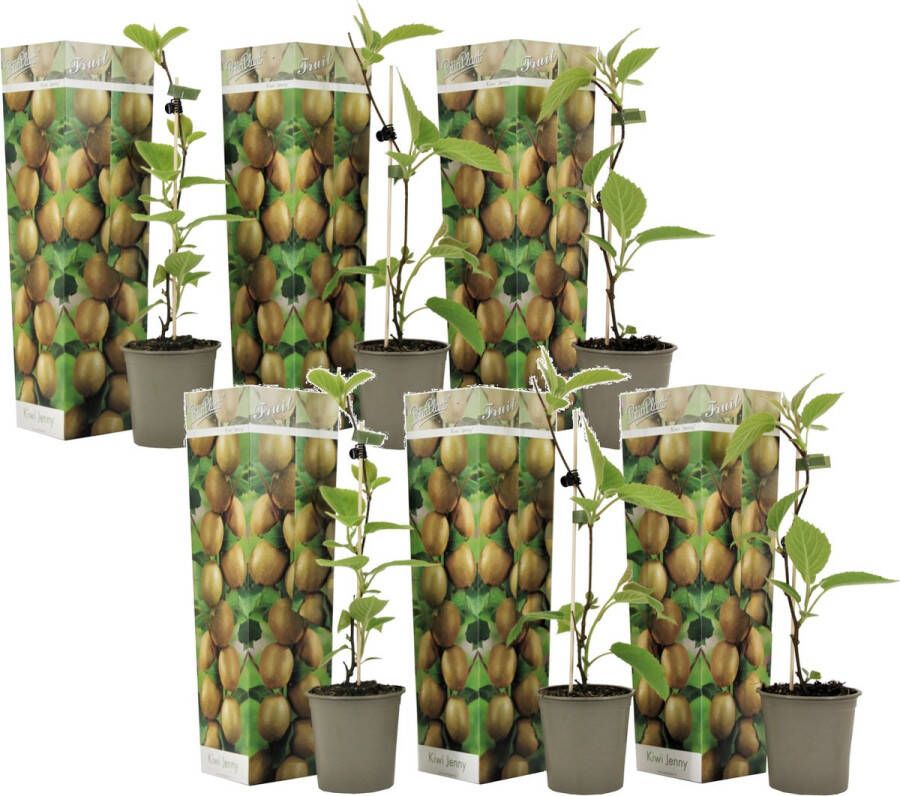 Plant in a Box Kiwi Actinidia 'jenny' Set Van 6 Kiwiplanten Pot 9cm Hoogte 20-40cm