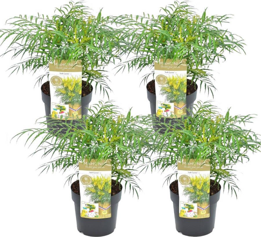 Plant In A Box lant in a Box Mahonia Soft Caress Set van 4 Tuinplant Hele jaar groen Groeit gele bloemaren Winterhard tot -12°C Pot 13cm Hoogte 30-40cm