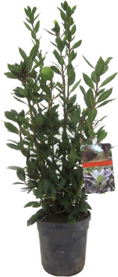 Plant In A Box Laurus nobilis Laurierboom Natuurlijke luchtverfrisser Pot 21cm Hoogte 90-100cm