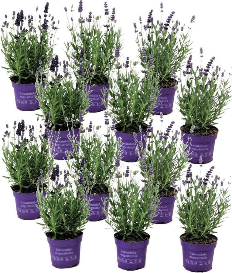 Plant In A Box Lavandula angustifolia Set van 12 Winterharde Lavendel struikjes Pot 10.5cm Hoogte 10-15cm