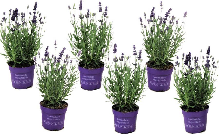 Plant In A Box Set van 6 winterharde Lavendel struikjes Lavandula angustifolia Pot ⌀10.5 cm -Hoogte ↕ 10-15cm