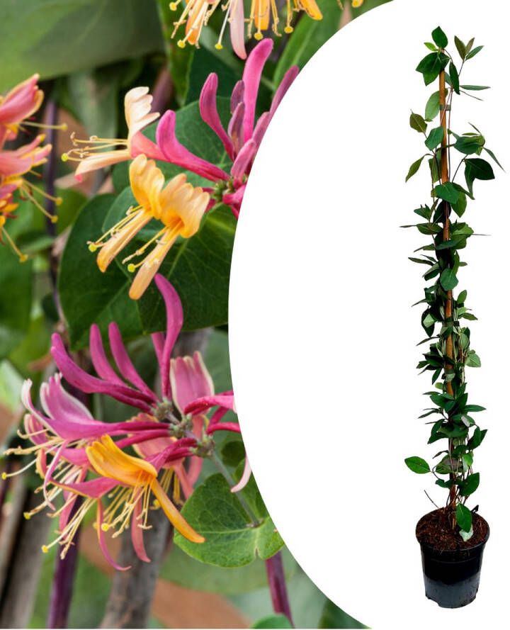 Plant In A Box Lonicera x Heckrotti American Beauty Kamperfoelie Klimplant Winterhard Pot 17cm Hoogte 110-120cm