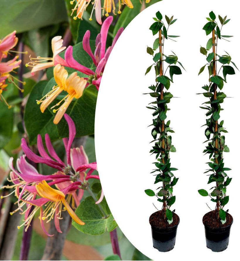 Plant In A Box Lonicera x Heckrotti American Beauty Set van 2 Kamperfoelie Klimplant Winterhard Pot 17cm Hoogte 110-120cm