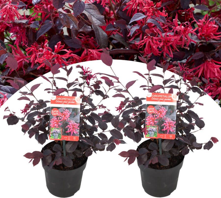 Plant In A Box Loropetalum Ever Red Set van 2 Franjeboom Sierheester Tuinplant Winterhard Pot 13cm Hoogte 25-35cm