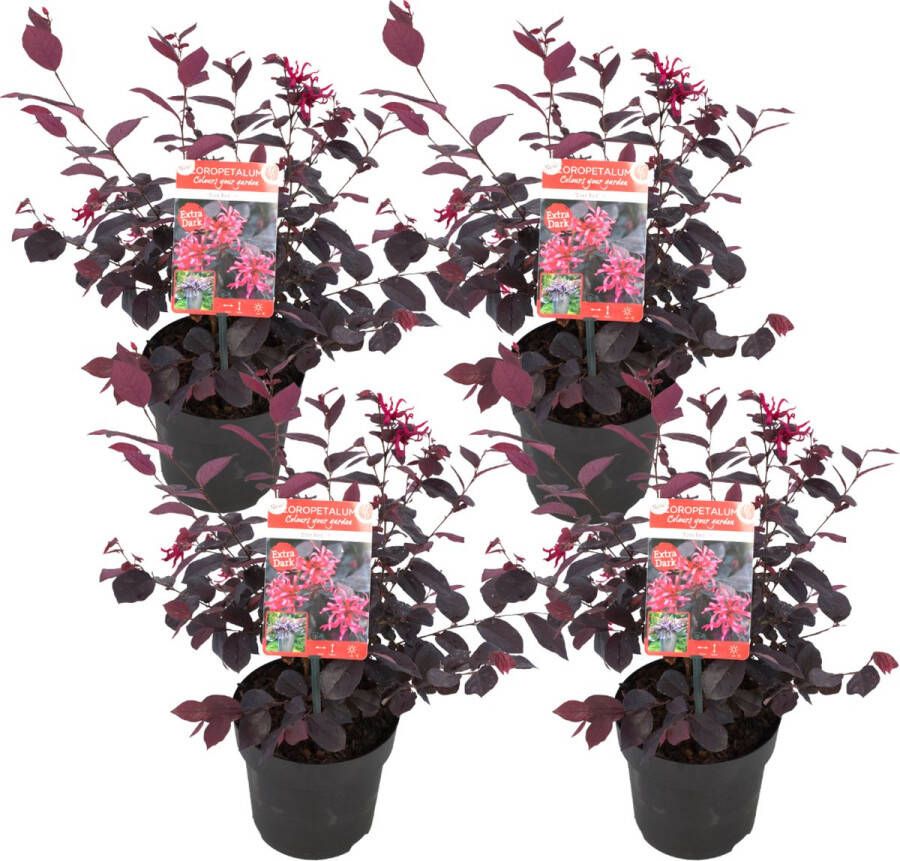 Plant In A Box Loropetalum Ever Red Set van 4 Franjeboom Sierheester Tuinplant Winterhard Pot 13cm Hoogte 25-35cm