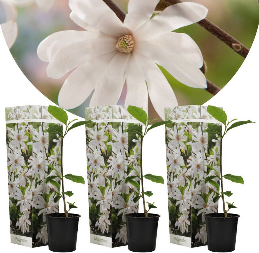 Plant In A Box Magnolia Stellata Set van 3 Brede struik Kleine boom Winterhard Witte bloemen Pot 9cm Hoogte 25-40cm