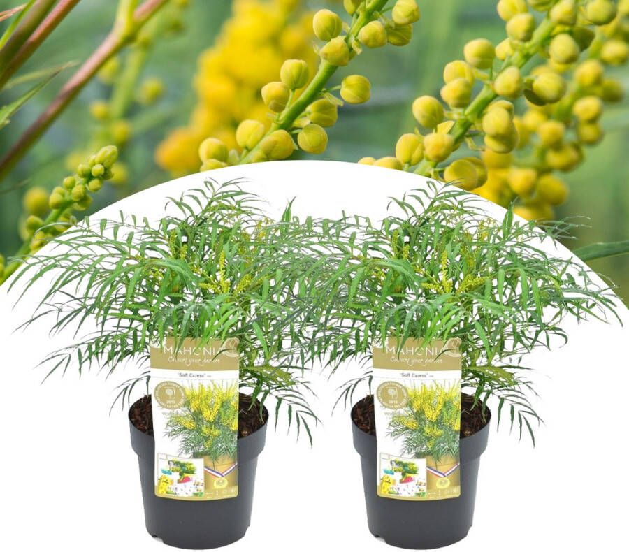 Plant In A Box Mahonia Soft Caress Set van 2 Tuinplant Hele jaar groen Groeit gele bloemaren Winterhard tot -12°C Pot 13cm Hoogte 30-40cm