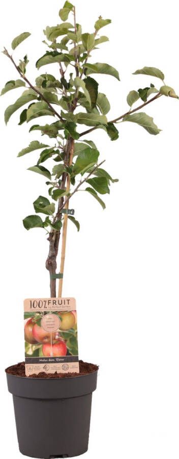 Plant in a Box Malus Domestica Appelboom Malus Elstar Pot 21cm Hoogte 90-100cm