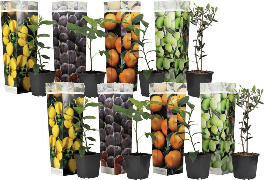 Plant in a Box Medi Mix Set Van 8 Mediterrane Fruitbomen Pot 9cm Hoogte 25-40cm