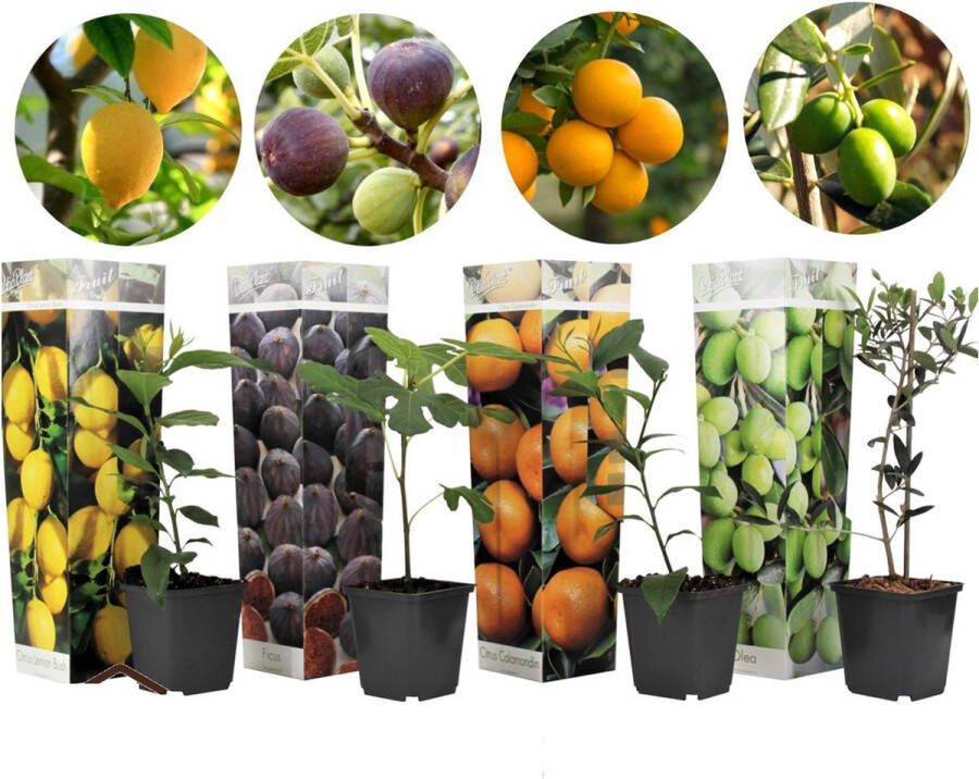 Plant In A Box Medi Mix Set van 4 mediterrane fruitboompjes Olea Europaea Ficus Carica Citrus Limon Citrus Calamondin Pot ⌀9 cm Hoogte ↕ 25 40 cm
