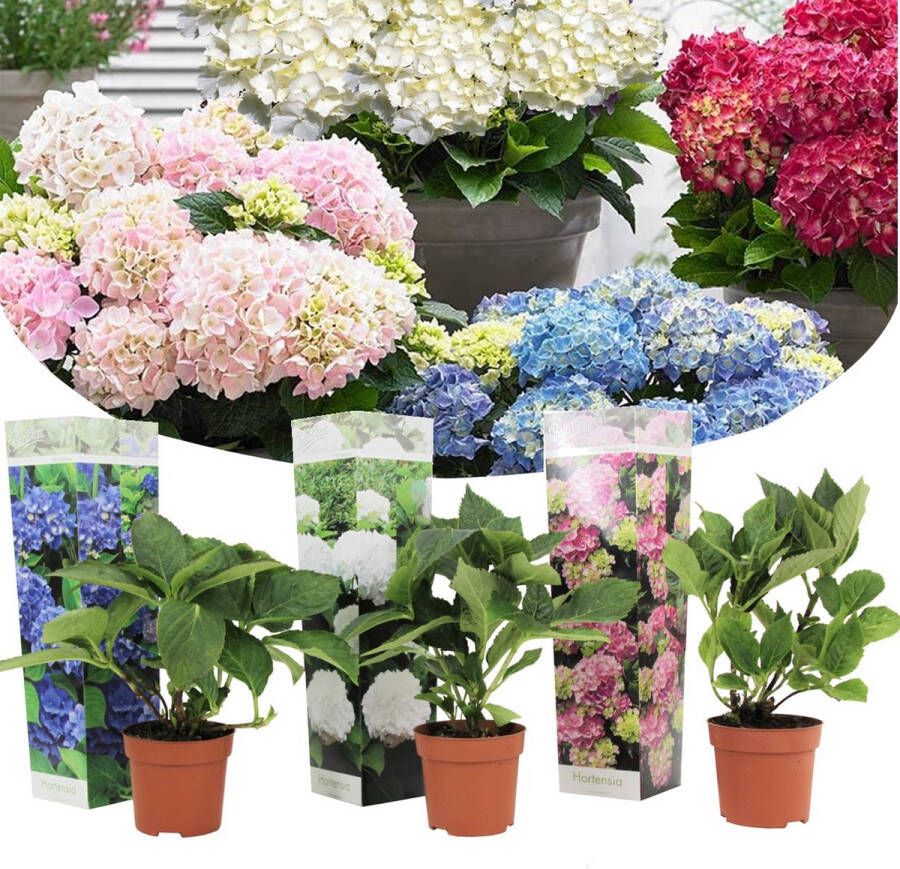 Plant In A Box Mix van 3 Boerenhortensia's Hydrangea 'Early Blue' 'Early Pink' 'Wudu' Pot ⌀9cm Hoogte ↕ 25-40cm Winterhard Tuinaplant Hortensia Struik