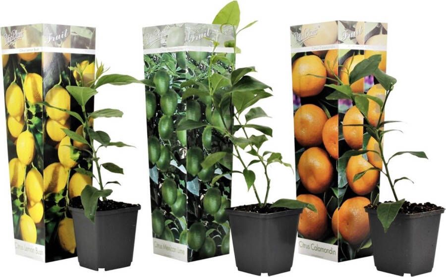 Plant In A Box -Mix van 3 Citrus fruitboompjes Pot ⌀9 cm Hoogte ↕ 25-40cm Citrus Calamondin Citrus Lime Citrus Limon Citrusboompjes