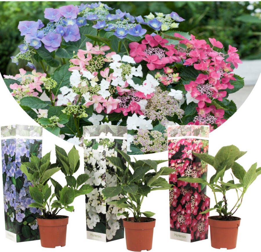 Plant In A Box Mix van 3 Hydrangea Teller Hortensia Pot ⌀9cm Hoogte ↕ 25-40cm Tuinplant Winterhard