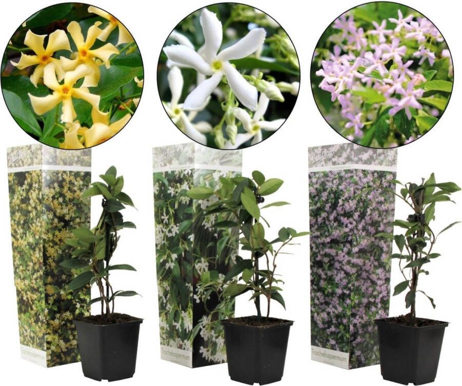 Plant In A Box Mix van 3 Jasmijn klimplanten Trachelospernum jasminoïdes tuinplanten Pot 9cm Hoogte 25-40cm