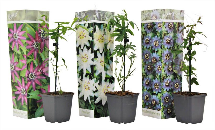 Plant In A Box Mix van 3 Passiflora Edulis Passievrucht Klimplant Pot 9cm Hoogte 25-40cm