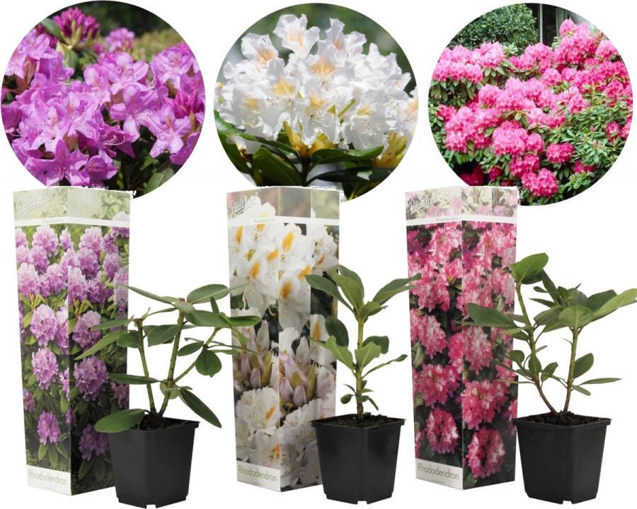 Plant In A Box Mix van 3 Rhododendron Winterharde betrouwbare planten Paars wit roze Pot 9cm Hoogte 25-40cm