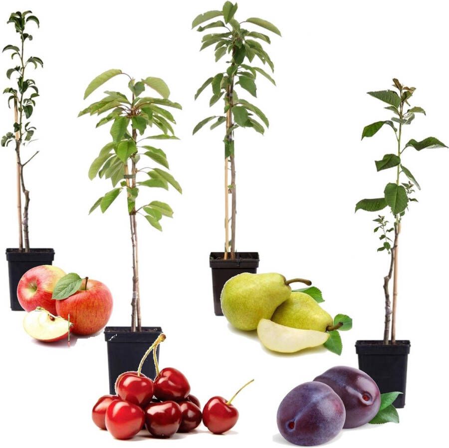 Plant In A Box Mix van 4 pilaar fruitboompjes Kers pruim peer en appel Pot ⌀9cm Hoogte ↕60cm Winterharde fruitbomen Pilaarvorm Kolom fruitbomen
