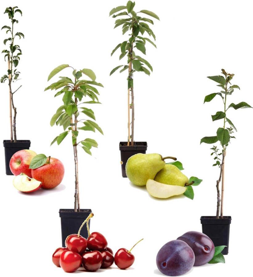 Plant In A Box Mix van 4 pilaar fruitboompjes Kers pruim peer en appel Pot ⌀9cm Hoogte ↕60cm Winterharde fruitbomen Pilaarvorm Kolom fruitbomen