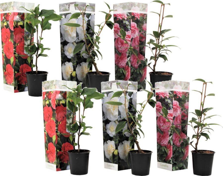 Plant In A Box Mix van 6 Camellia Japonica Winterharde Japanse Rozen Rood wit roze Pot 9cm Hoogte 25-40cm