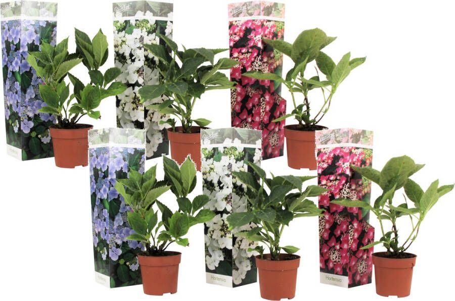 Plant in a Box Hortensia Teller Mix Van 6 Tuinhortensia Pot 9cm Hoogte 25-40cm