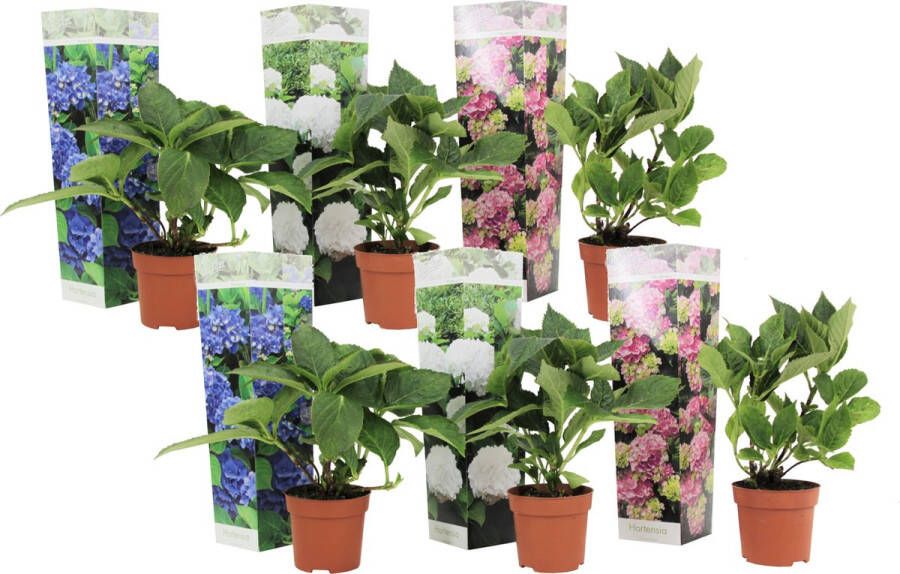 Plant In A Box Mix van 6 Hydrangea macroph. Hortensia mix pot 9cm Hoogte 25-40cm