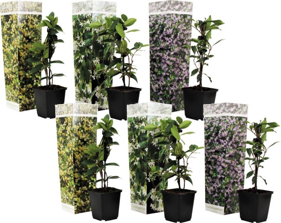 Plant In A Box Mix van 6 Jasmijn Trachelospernum jasminoïdes tuinplanten Pot 9cm Hoogte 25-40cm