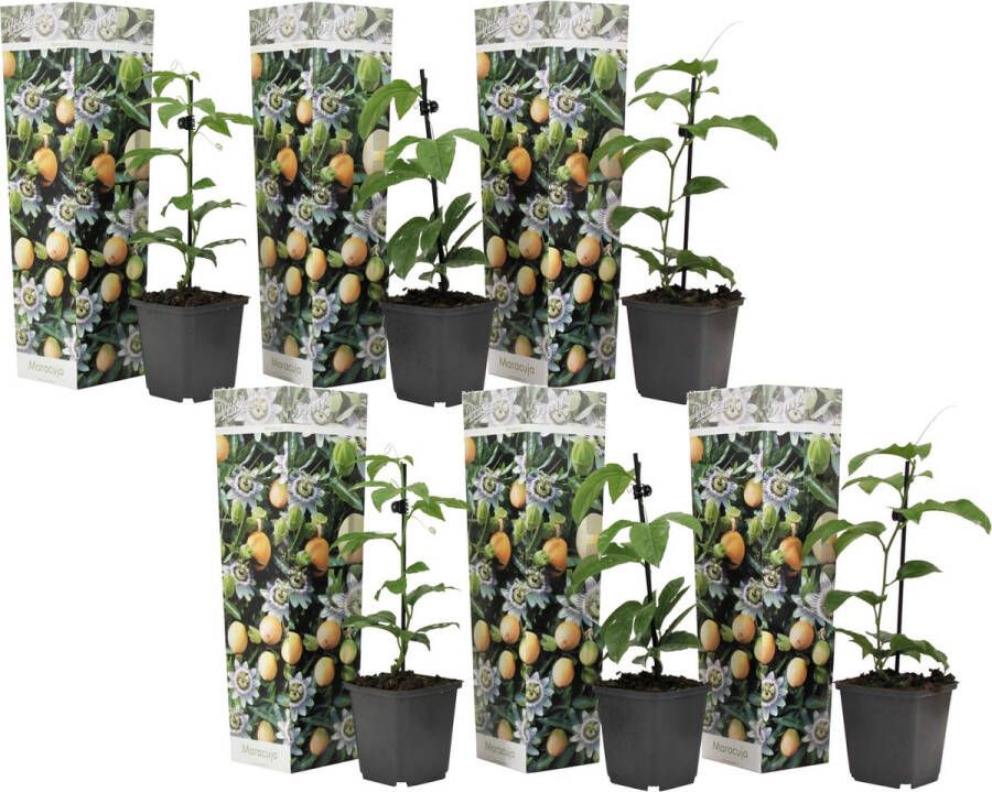 Plant In A Box Set van 6 Passiflora Edulis Passievrucht Klimplant Pot 9cm Hoogte 25-40cm
