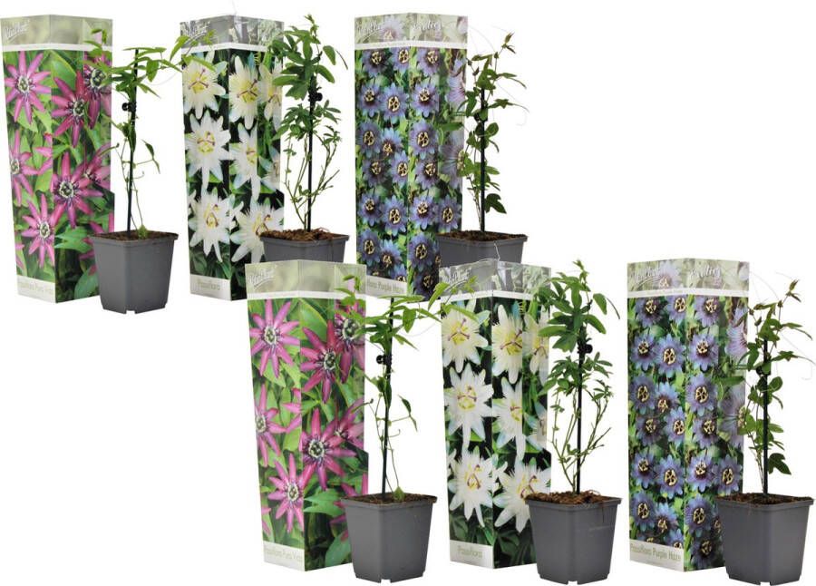 Plant In A Box Mix van 6 Passiflora Edulis Passievrucht Klimplant Pot 9cm Hoogte 25-40cm