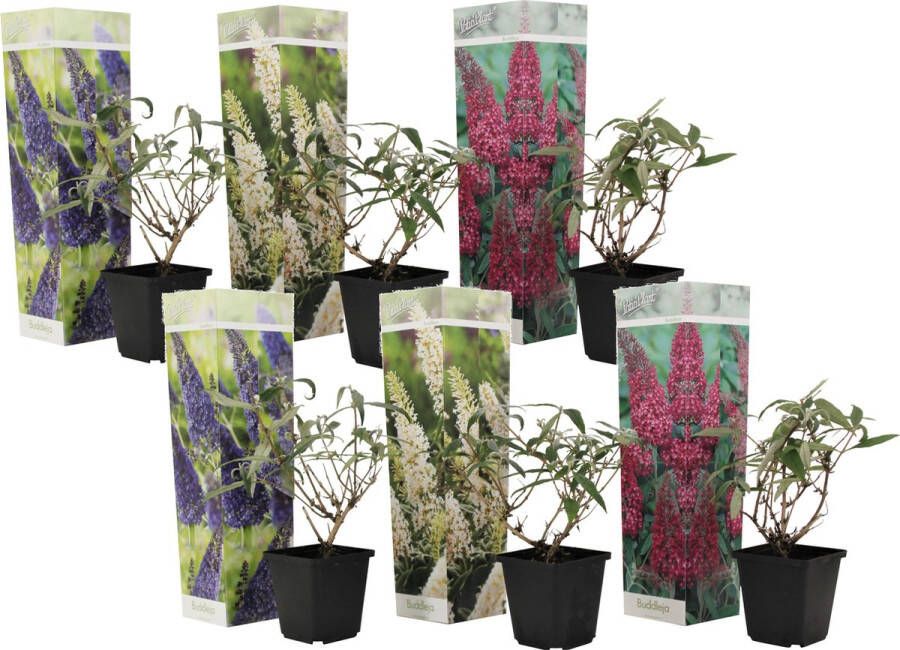 Plant In A Box Mix van 6 Vlinderstruiken Buddleja davidii 'Nanho Blue' 'Pink delight' 'White profusion' Pot 9cm Hoogte 25-40cm