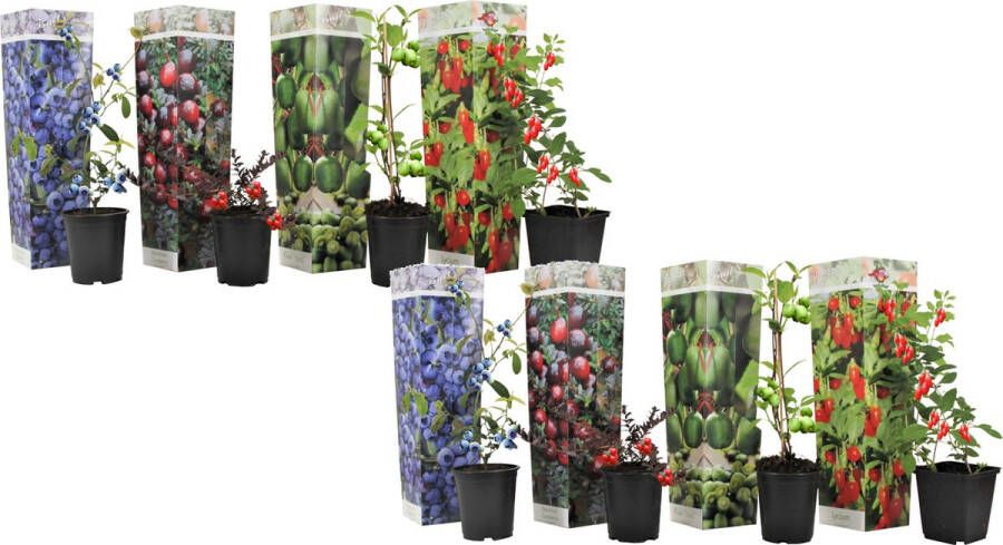 Plant In A Box Mix van 8 Fruitplanten Goji blauwbes cranberry kiwi Super gezonde Smoothiemix Pot 9cm Hoogte 25-40cm