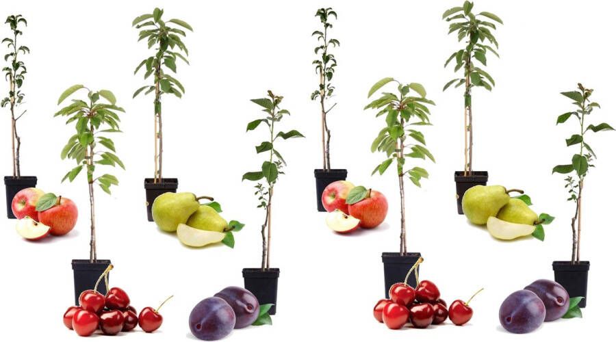 Plant In A Box Mix van 8 zuilvormige fruitbomen Prunus Pyrus Malus Pot 9cm Hoogte 60-70cm