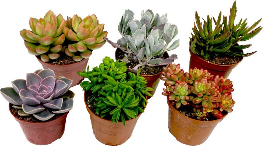 Plant In A Box Mix van Mini Vetplanten Mix van 6 stuks Vetplanten Echte Planten Decoratief en Makkelijk te Onderhouden Pot 5 5cm Hoogte 5-10cm
