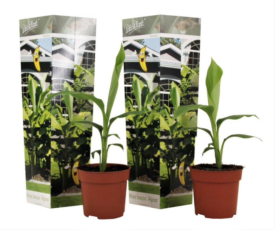 Plant In A Box Musa Basjoo Set van 2 Winterharde bananenplanten Tuinbanaan Pot 9cm Hoogte 25-40cm